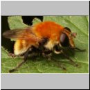 Criorhina berberina oxyacanthae - Gelbhaarige Hummelschwebfliege w03.jpg